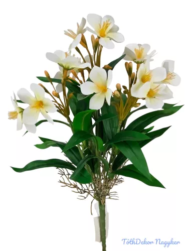 Klívia nyílt csokor 34 cm - Fehér