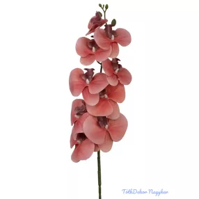 Phalenopsis ág K - Korall
