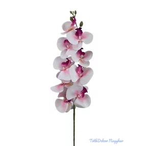 Phalenopsis ág K - Pink közepű