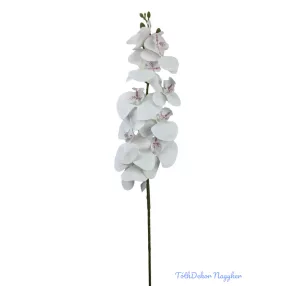 Phalenopsis ág K -Fehér