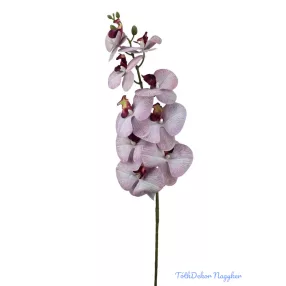 Phalenopsis ág K - Lila