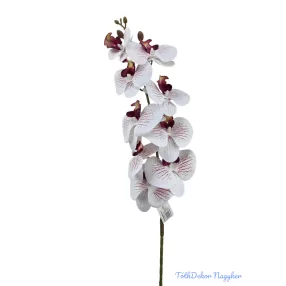 Phalenopsis ág K - Bordó közepű