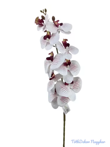 Phalenopsis ág K - Bordó közepű