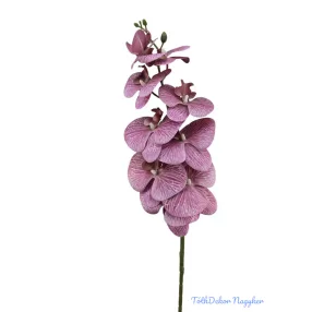 Phalenopsis ág K - Mályva