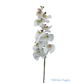 Phalenopsis ág K - Fehér zöld közepű