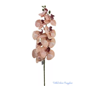 Phalenopsis ág K - Barack