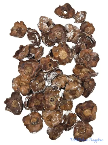 Coco Flower- Havas