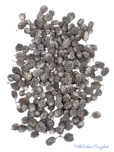 Casurina - Hamvas