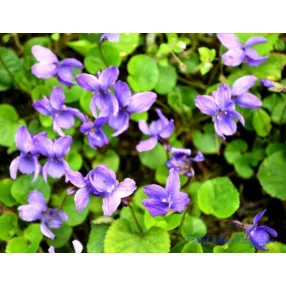   Ibolya illóolaj Gladoil / Fleurita illat illatkeverék illó olaj 10 ml