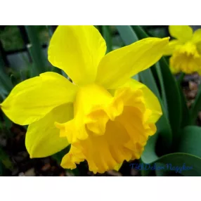   Nárcisz illóolaj Gladoil / Fleurita illat illatkeverék illó olaj 10 ml