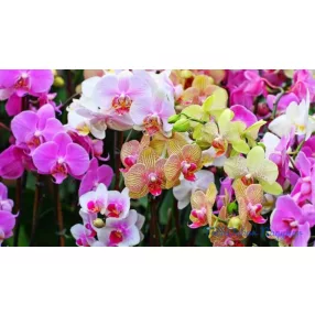   Orchidea illóolaj Gladoil / Fleurita illat illatkeverék illó olaj 10 ml