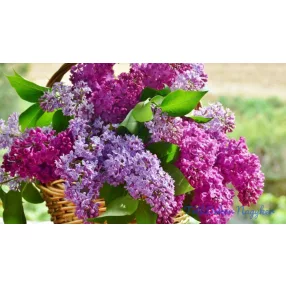   Orgona illóolaj Gladoil / Fleurita illat illatkeverék illó olaj 10 ml