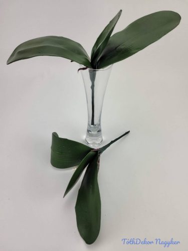 Orchidea 3 ágú levél gyökérrel 25 cm