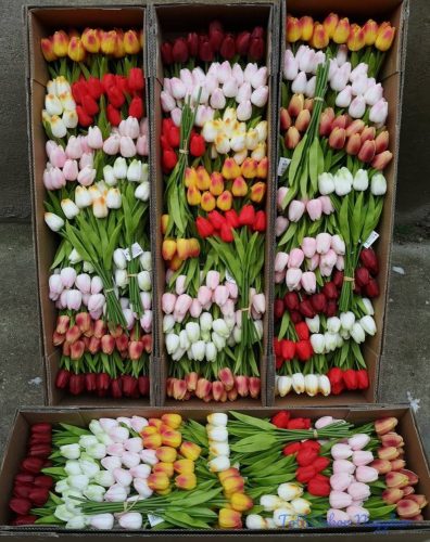 Gumi tulipán 10 szálas élethű kötegelt művirág csokor 33 cm 22db/#/8szín 2